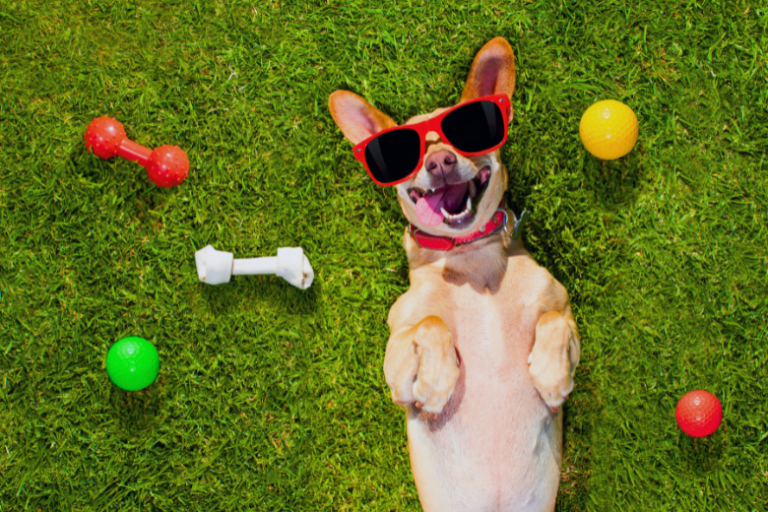 Cães para Famílias: Encontre o Cachorro Que Pode Ser Ideal Para Seus Filhos