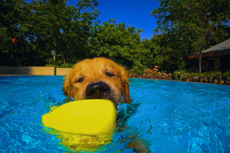 Brinquedos de Borracha que Podem Ajudar na Natação do Golden Retriever