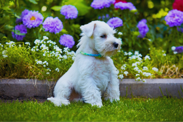 Conheça Alguns Cachorros Menos Propensos A Causar Alergias