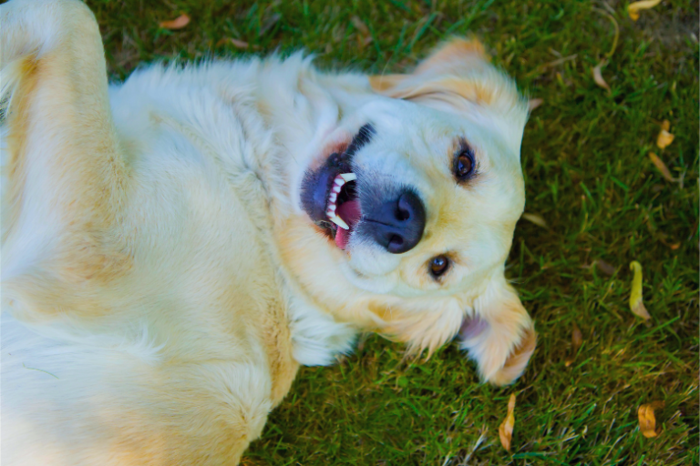 Cães Populares: O Que Os Torna Tão Especiais?