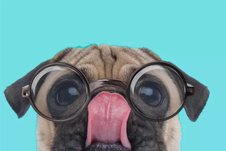 5 Receitas Caseiras Que Podem Renovar O Cardápio do Seu Pet