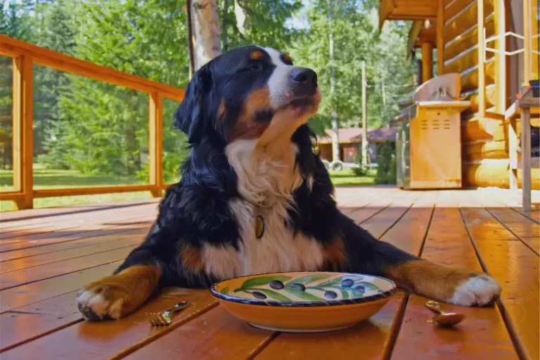 Maneiras De Montar Um Cardápio Equilibrado Para Seu Amigo de Quatro Patas