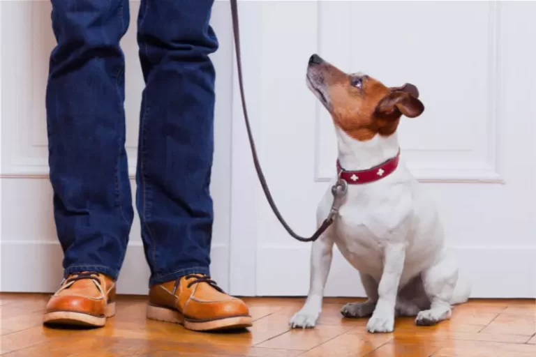 7 Sinais que Seu Cachorro Pode Estar Usando para se Comunicar com Você